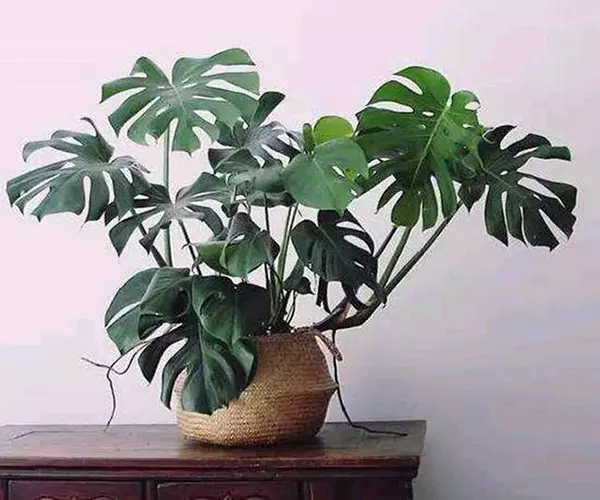 1、客廳養什麼綠植最旺家:家裡養什麼植物好運氣