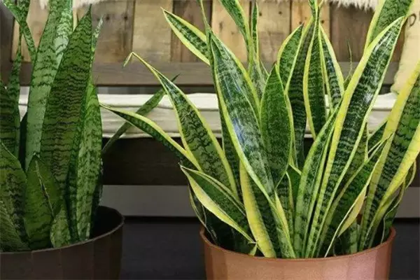 2、鎮宅招財旺人的植物虎皮蘭:虎皮蘭的作用 植物風水兩方面詳解