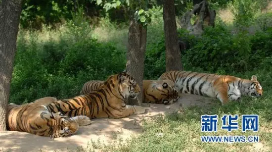 虎女配虎男婚姻好不好：鼠男與虎女婚配可以嗎