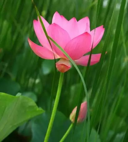 年2月9日是什麼屬相：年2月9號屬什麼生肖