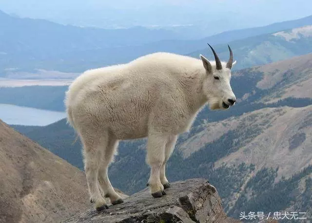 4、屬羊人今年有老人去世嗎:老人去世是羊場屬羊的是不是不能在場