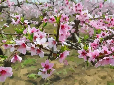 年69歲屬相是什麼生肖：年是什麼生肖年？