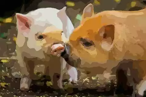 3、年的豬在什麼方向發展好:年屬豬年運勢