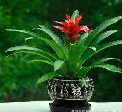 1、旺宅旺財植物花卉:旺宅旺財的風水花卉有哪些