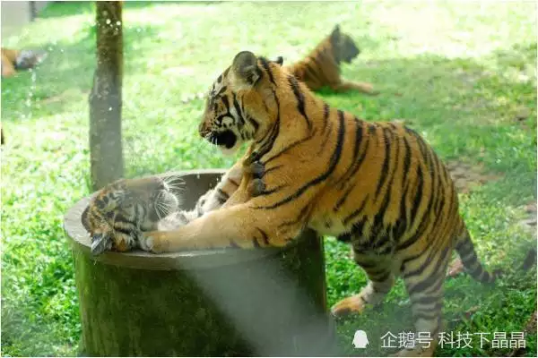 2、屬虎一生有幾次婚姻狀況:屬虎人一生有幾次婚姻