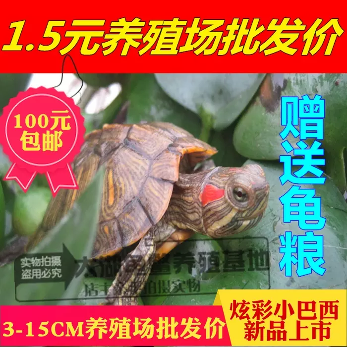 家裡養的烏龜放哪個位置聚財：按風水學烏龜放在家的那個方位比較好?