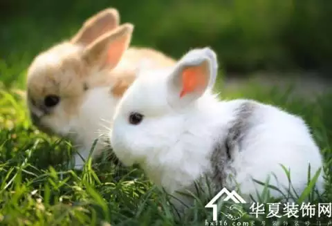 屬相的幾月出生最不好：屬馬的幾月出生最不好
