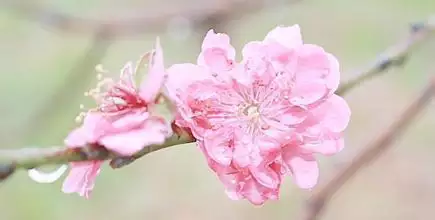 4、免費算命桃花:找人幫我算算命和桃花運程 呵呵