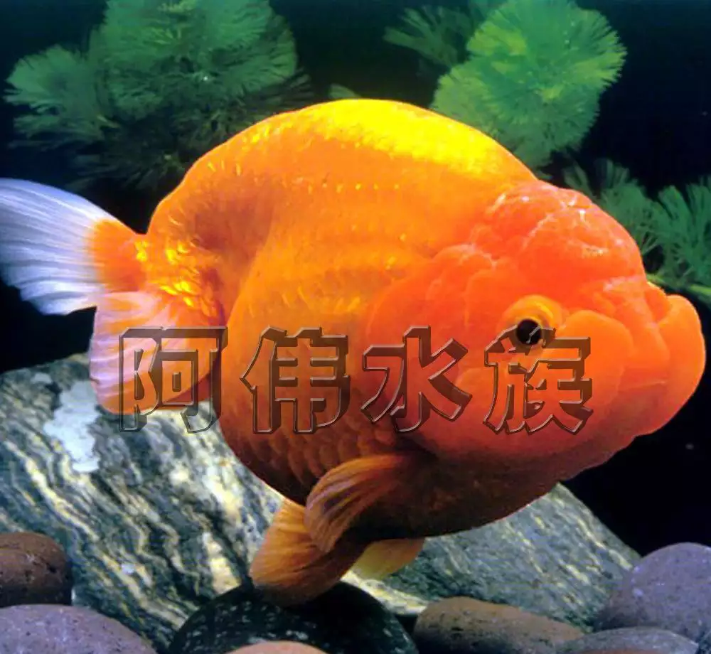 1、招財魚吃什麼魚食最好:招財魚吃什麼張的快