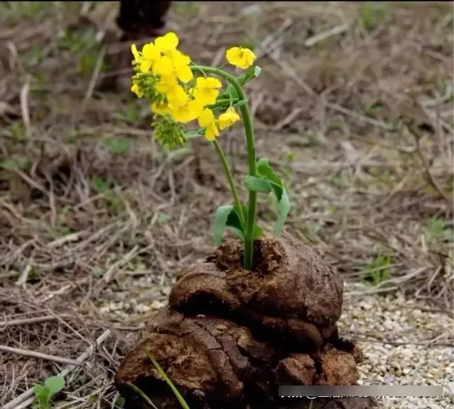 一朵鮮花插在牛糞上什麼屬相：一朵鮮花插在牛糞上是指什麼生肖