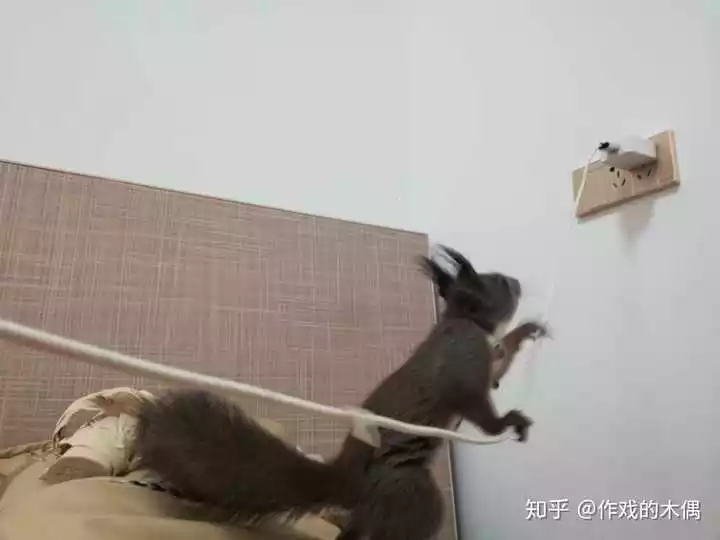 4、為啥鼠和兔婚配總是打罵:兔和鼠真的配嗎？我是兔老公是鼠，老打罵，怎麼辦啊