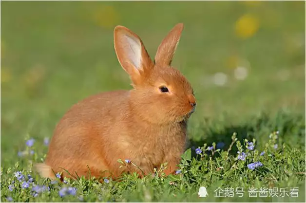 5、87年屬兔爐中火的幸運色:年屬兔幸運数字