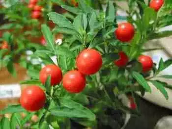 石頭邊生的紅果是什麼屬相：綠樹紅果豐收期是什麼生肖