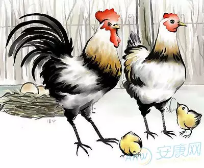 屬雞的適合什麼屬相的兄弟姐妹：屬雞的找什麼屬相的好