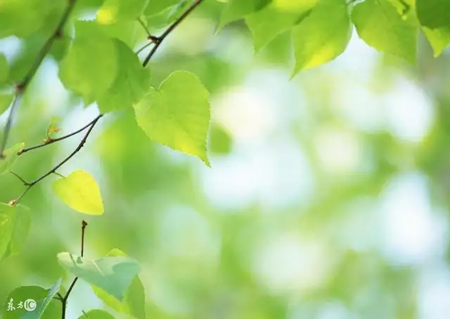 1、屬虎幾月命苦永遠翻不了身:屬虎幾月份出生的不好