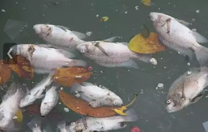 夢見死魚變活魚是怎麼回事：做夢先夢見活魚后夢見活魚變死魚怎麼回事