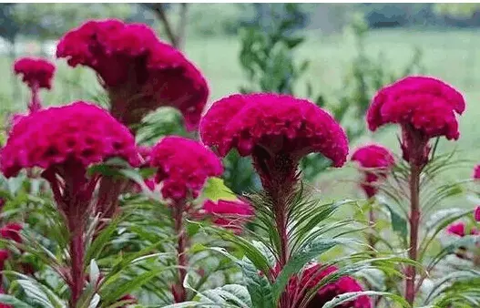 以下哪個屬相不宜養花：十二生肖每種生肖適合什麼花卉合適