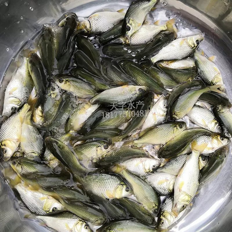 夢見自己用手抓到魚又：夢見自己抓魚，抓住了又放掉了是什麼意思