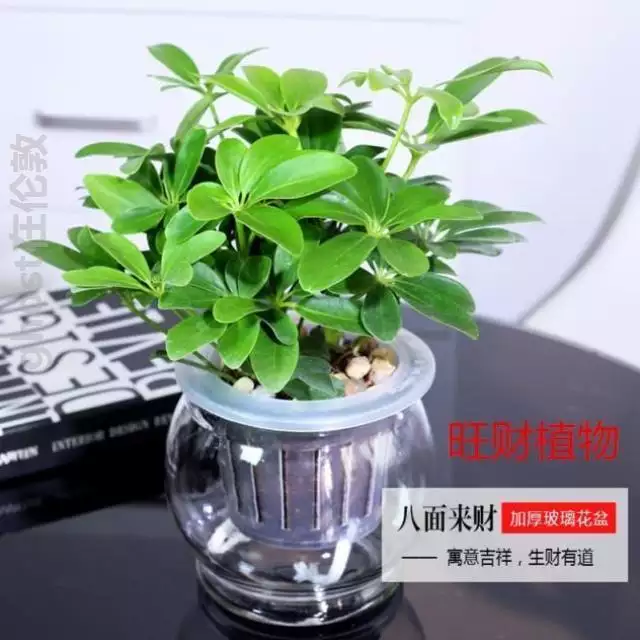 3、植物七恭弘=叶 恭弘蓮怎樣養:七恭弘=叶 恭弘蓮如何養殖？
