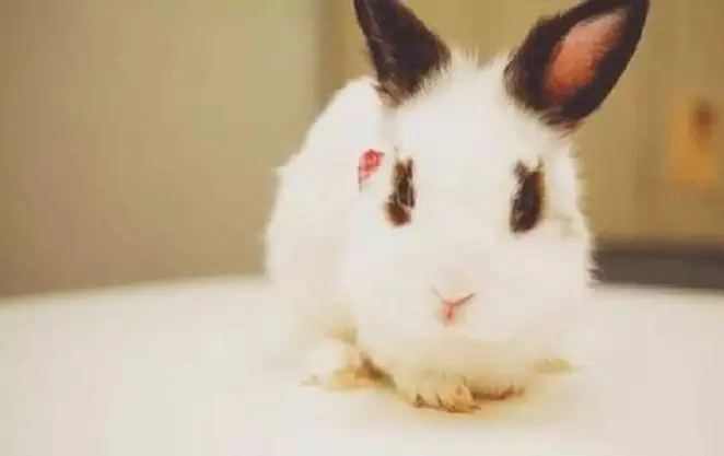 4、屬兔的婚配大三歲可以嗎:屬兔的人能與屬兔的人婚配嗎