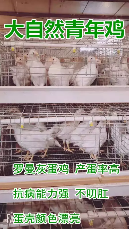 2、雞和雞婚配用隔一百天嗎:屬相婚配雞與雞婚配會怎樣?