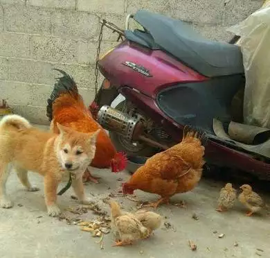 夫妻屬相狗孩子屬相雞：雞和狗屬相犯沖嗎