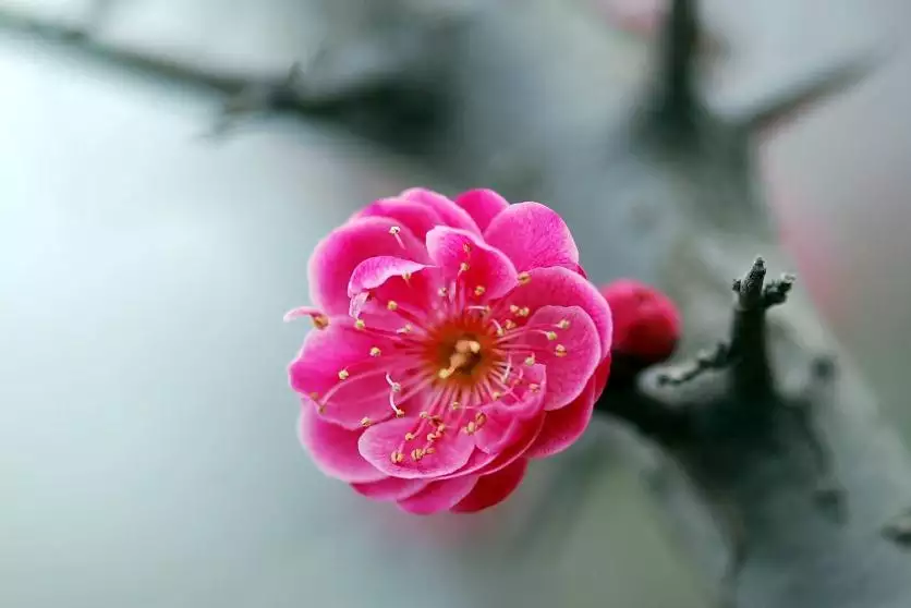 今年立春哪些屬相要迴避：立春的禁忌都有哪些？稀奇是對種種屬相之間