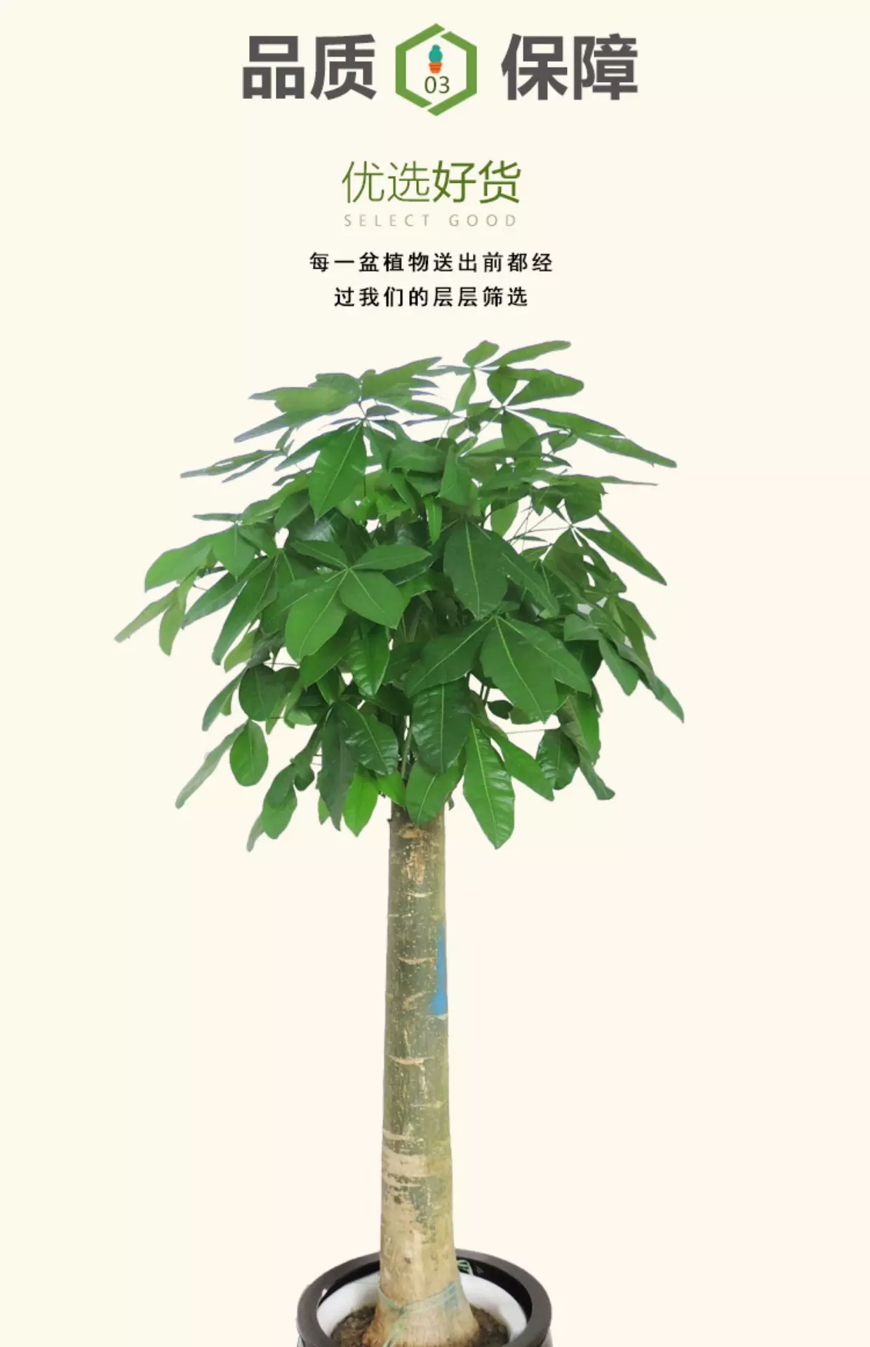3、發財樹大概要多少錢:一棵發財樹要多少錢