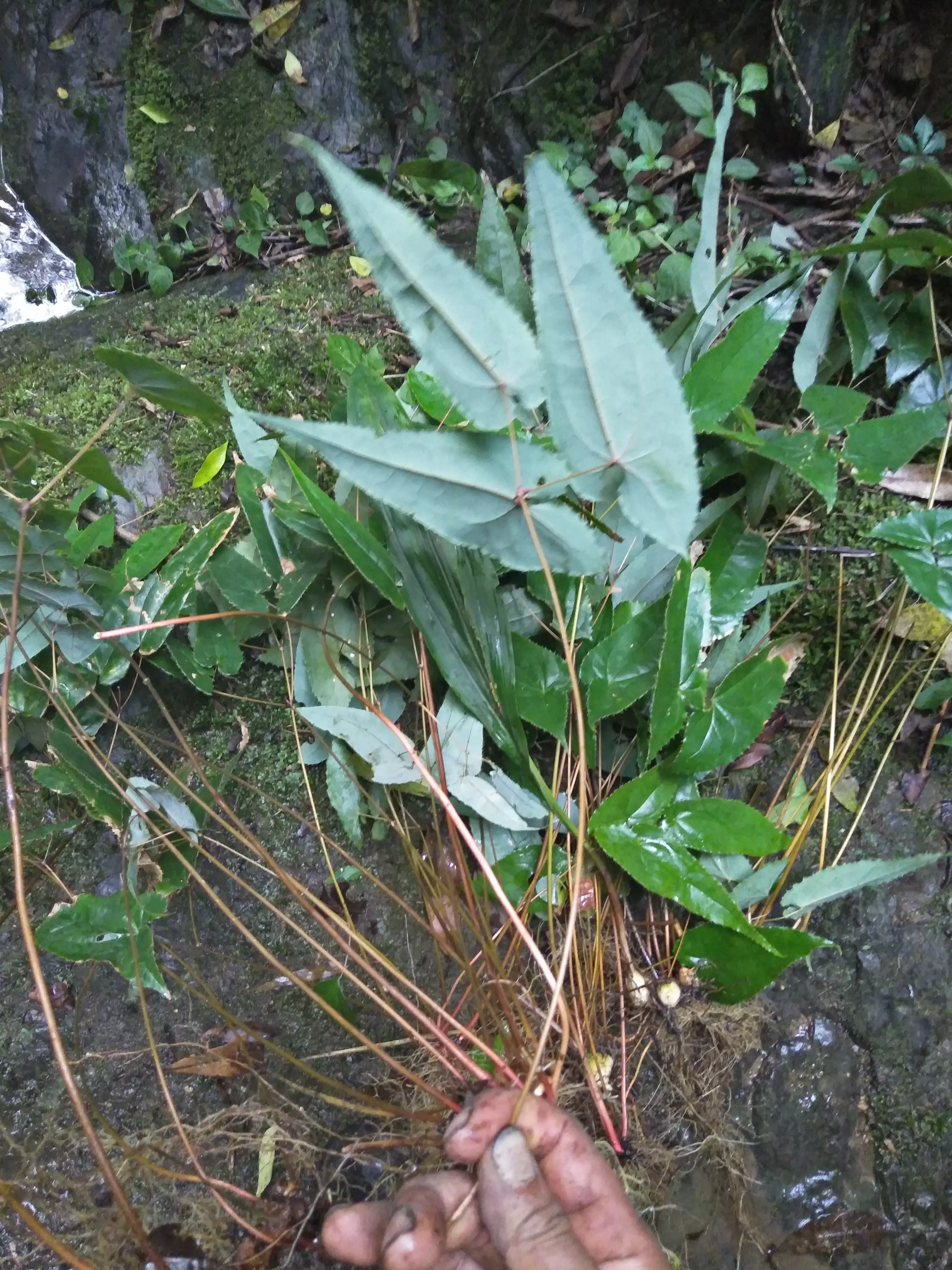 羊藿與羊藿科屬相同么：羊藿恭弘=叶 恭弘與根有什麼不同