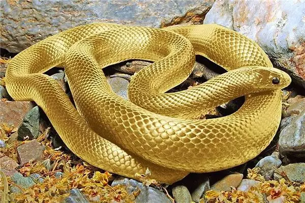2、蛇與什麼屬相相配:十二生肖裏面，蛇和什麼屬相最相配呢？