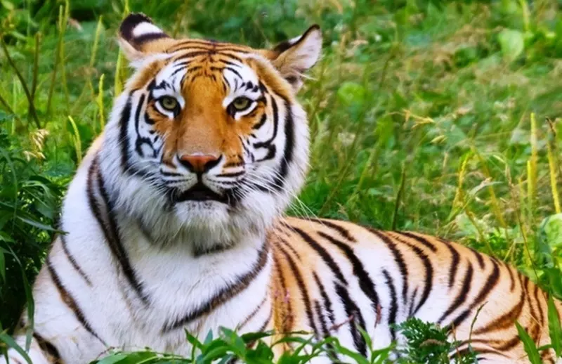 最壞的動物是什麼屬相：十二生肖里什麼動物最壞？