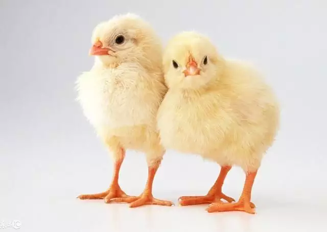 3、屬雞與屬兔的婚配如何:我屬兔的和屬雞的屬相婚配怎樣？