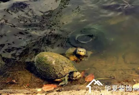 家裡的人禁忌屬相能養烏龜嗎：從風水學上講，家裡養烏龜好嗎？