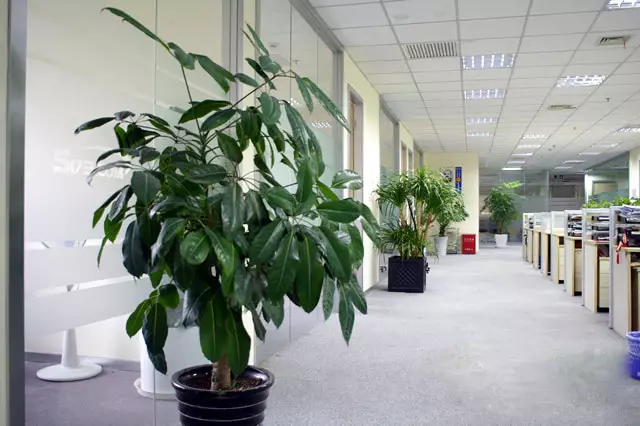 2、辦公室綠植圖片:辦公室綠植
