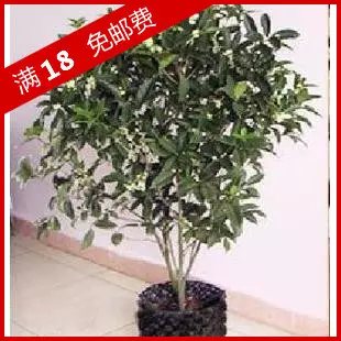 與桂花屬相比較女貞屬植物()：桂花的用處