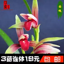 2、為什麼說富人養蘭花:什麼樣的人喜歡養蘭花？