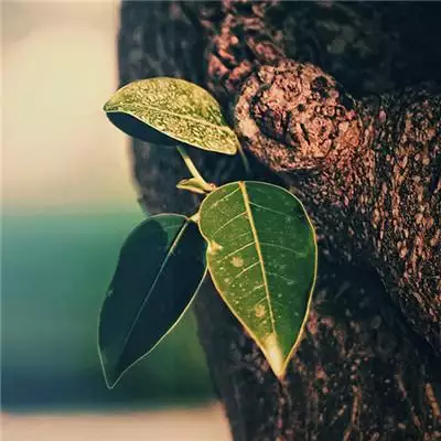 提升運氣的微信頭像圖片：微信頭像風水怎麼改？我想要提升自己的業績。