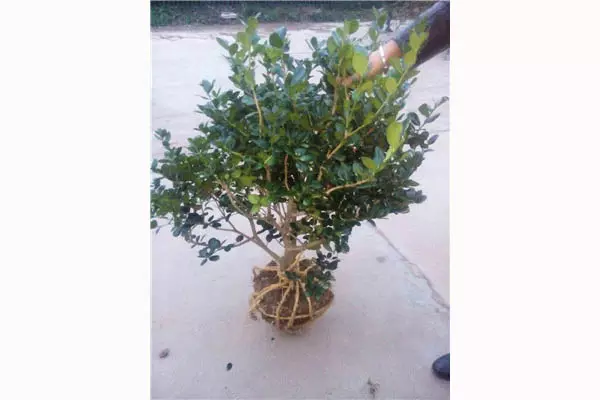 與桂花屬相比較女貞屬植物()：桂花是植物的什麼類？