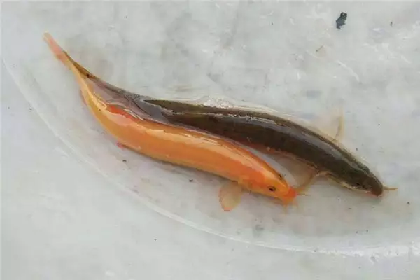 夢見抓魚男人昨晚：男人夢見捉魚是什麼意思