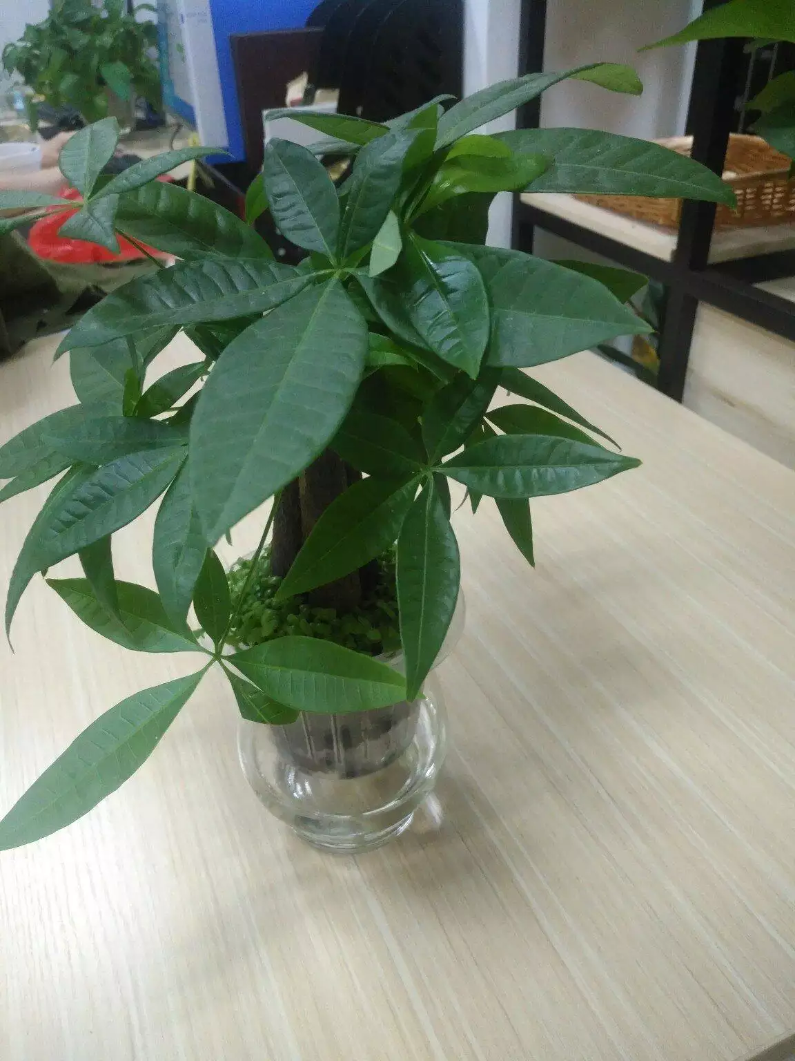 1、耐陰招財的植物:北方室殖的耐陰耐熱的大型植物，祝好人一生平安！