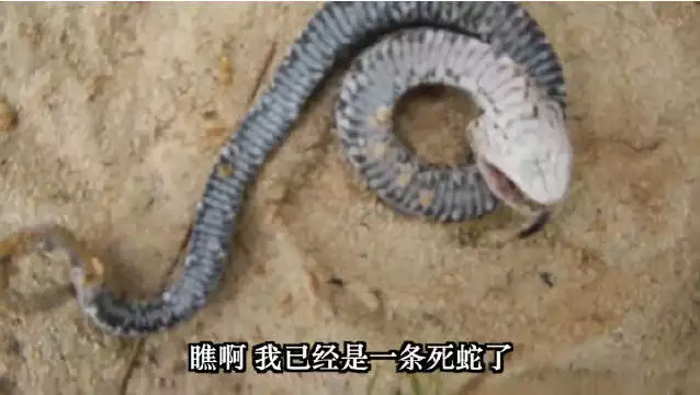 1、大林木命蛇與大林木命蛇婚配好嗎:幾層樓，屬蛇的住幾層樓最吉利，屬蛇的選幾樓好