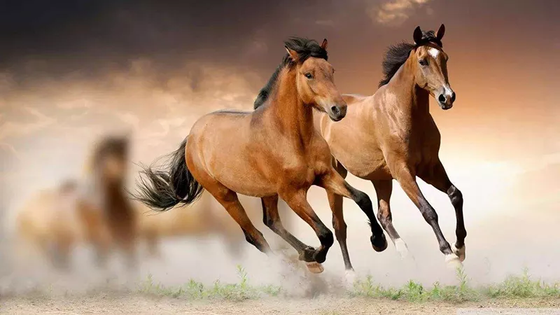 3、三月馬和九月馬能婚配嗎:屬兔和屬馬相配嗎？兔和馬配嗎？