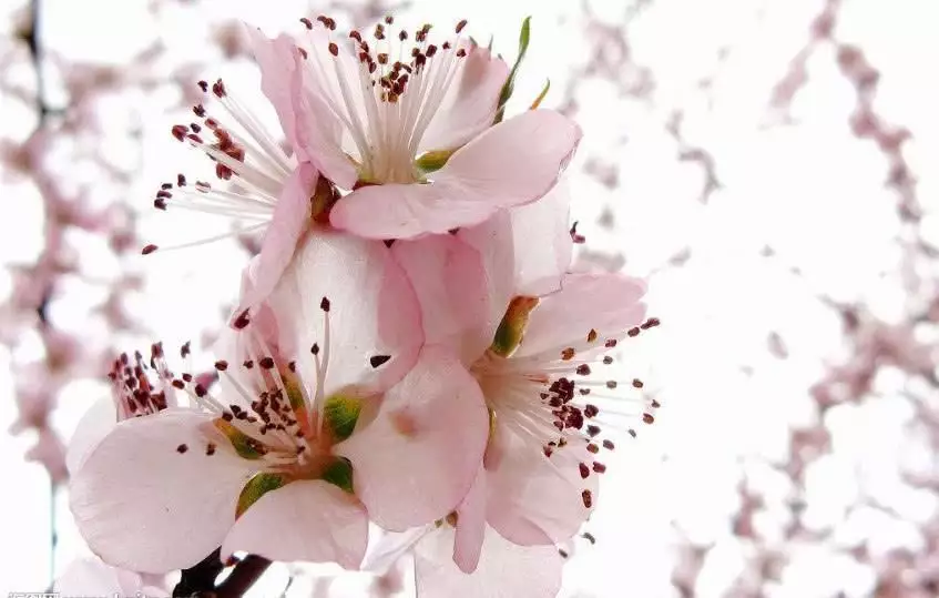 年屬狗的桃花運：屬狗年時辰早7.30女今年桃花運怎樣