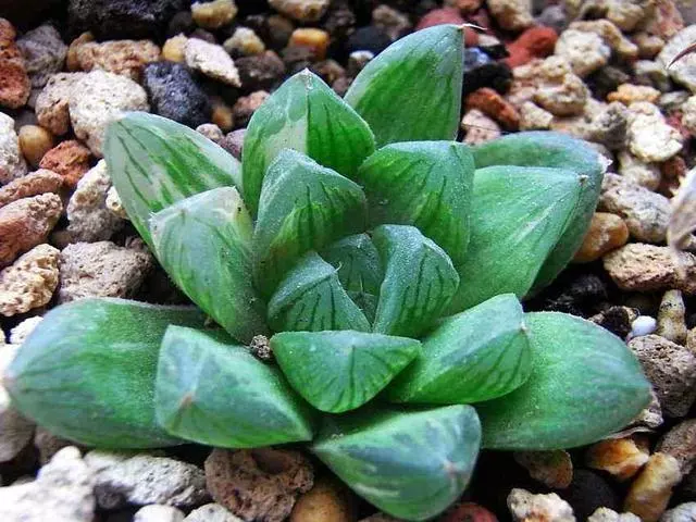 什麼屬相可以養玉露花：植物玉露什麼屬相養最好的