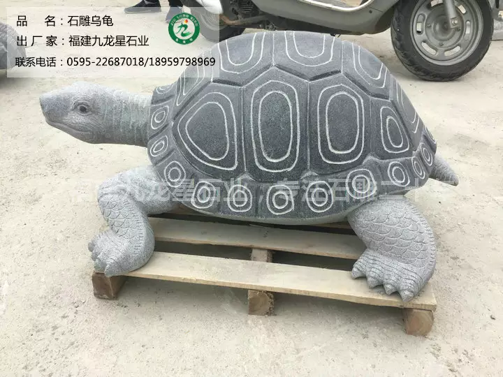 從風水上說家裡養龜好不好：家裡養龜風水好不好，有哪些注意事項