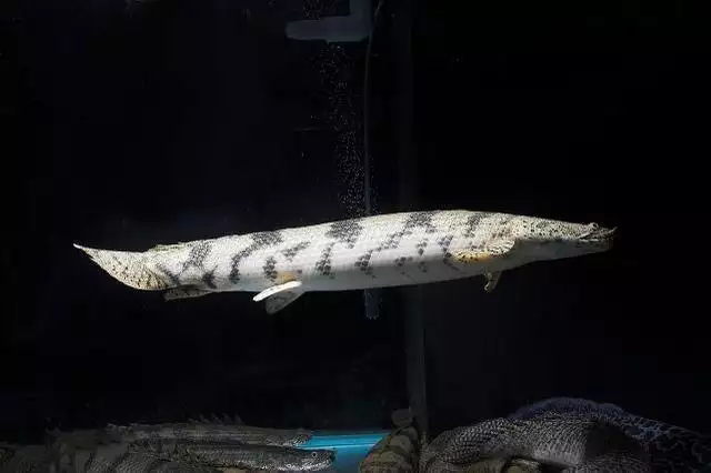 4、家裡不得養的十大凶魚:十大兇猛觀賞魚都有哪些？