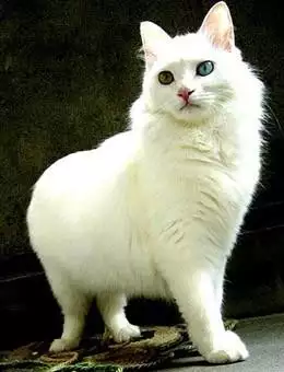 7、貓有多少種類:貓咪有多少種？