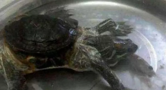 一個月不喂烏龜會死嗎：烏龜兩個月不喂會死嗎?
