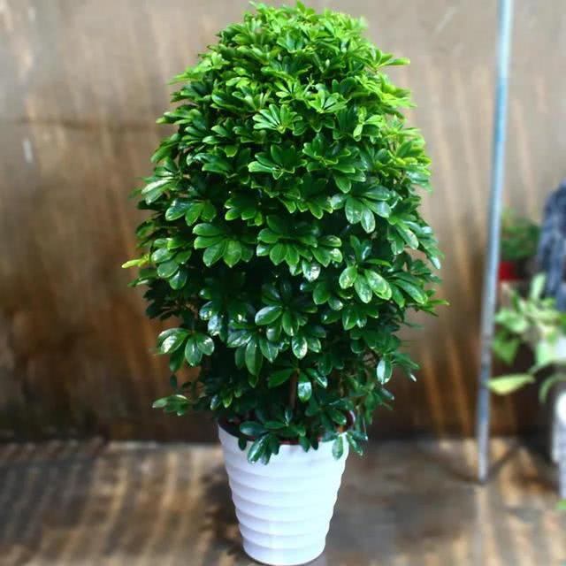 5、店裡放什麼植物旺財:店鋪養什麼植物最旺財
