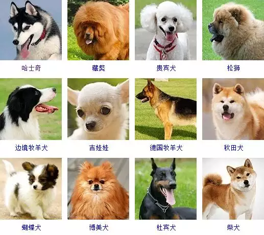 男狗女豬生什麼屬相孩子好：男屬狗女屬豬寶寶哪個屬相更好